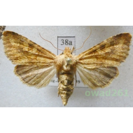 Conisania luteago (Denis & Schiffermüller, 1775) Czech38a